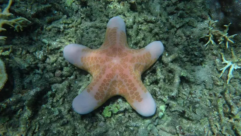 Une étoile de mer repose sur un fond marin rocheux.