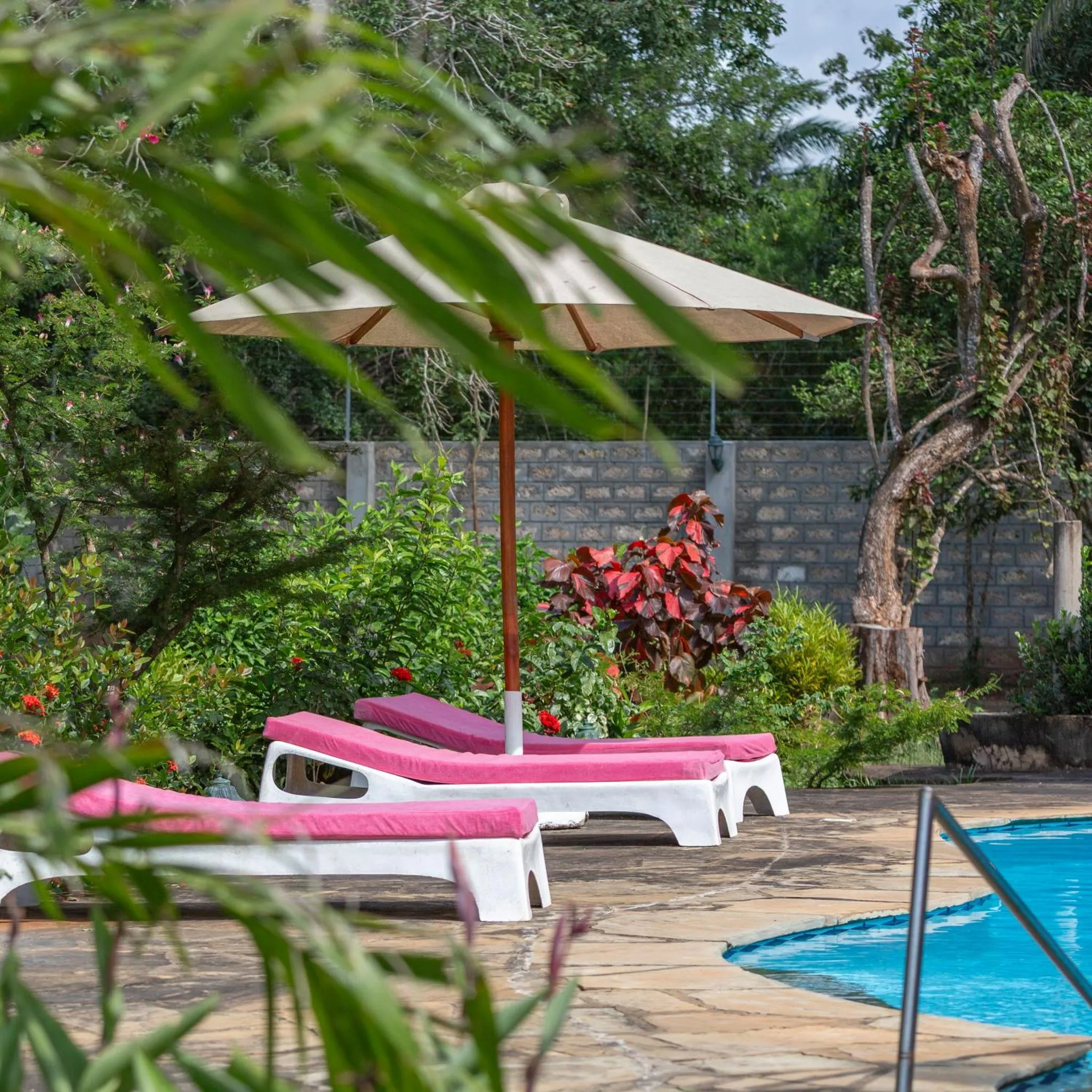 Transats roses disposés au bord d'une piscine en extérieur.