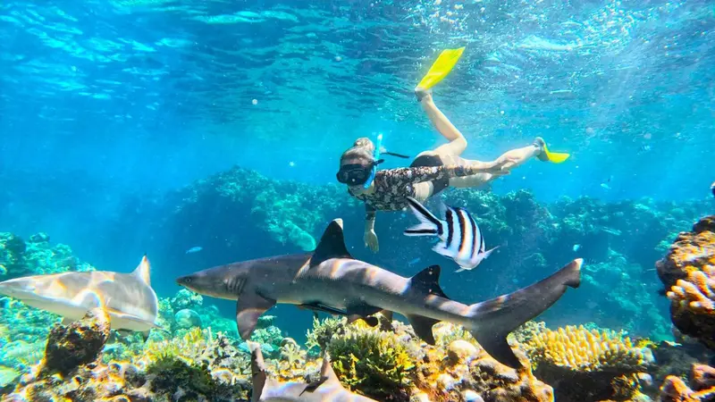 Une personne nage avec des poissons et des requins dans une eau turquoise.