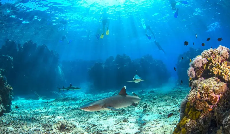 Des rayons de soleil illuminent un récif corallien peuplé de poissons et de requins.