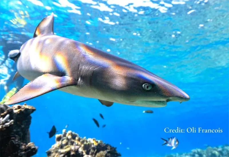 Un requin nage dans une eau turquoise et claire.