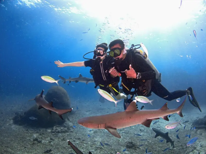 Deux plongeurs sourient et font un signe de validation au milieu d'un banc de poissons et de requins.