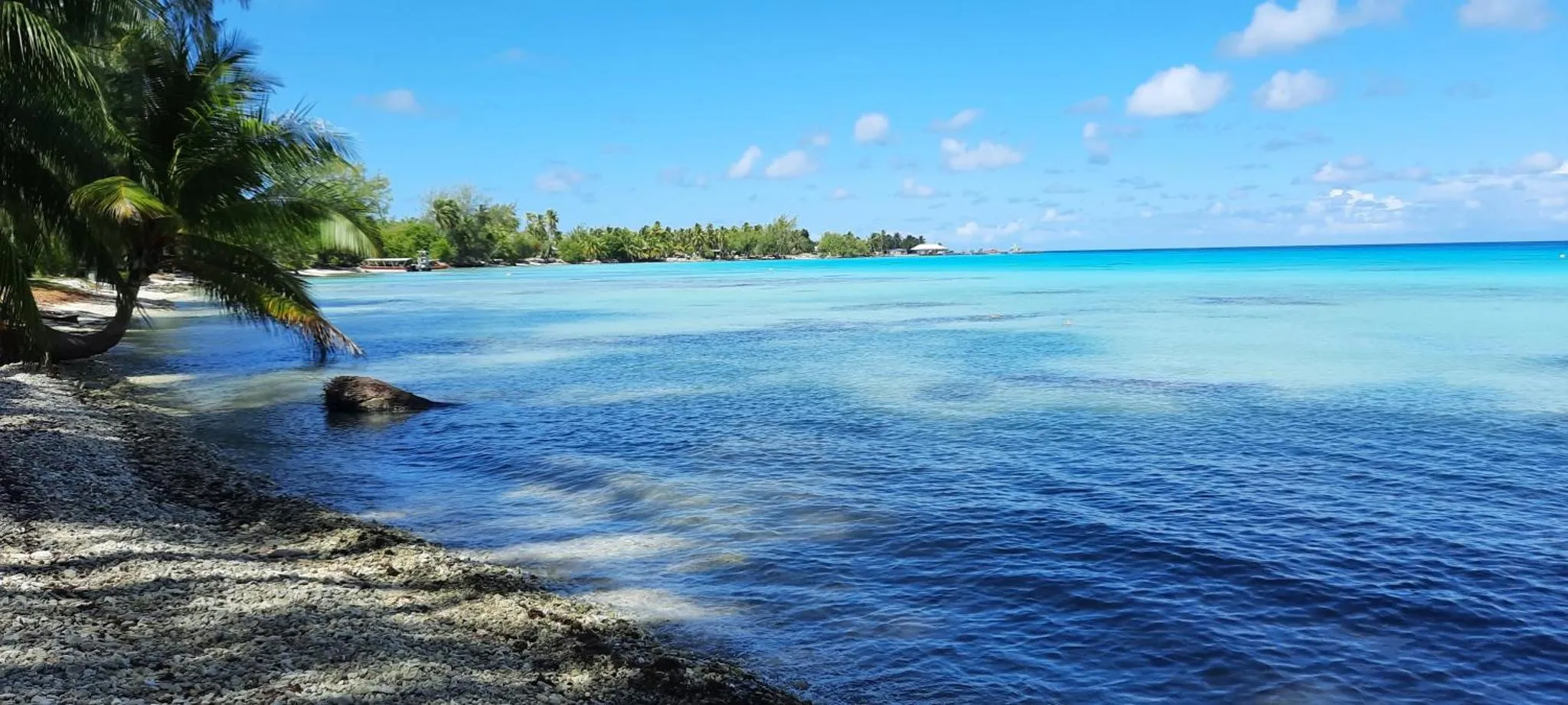 L'eau turquoise borde une plage de galets ombragée par des palmiers.