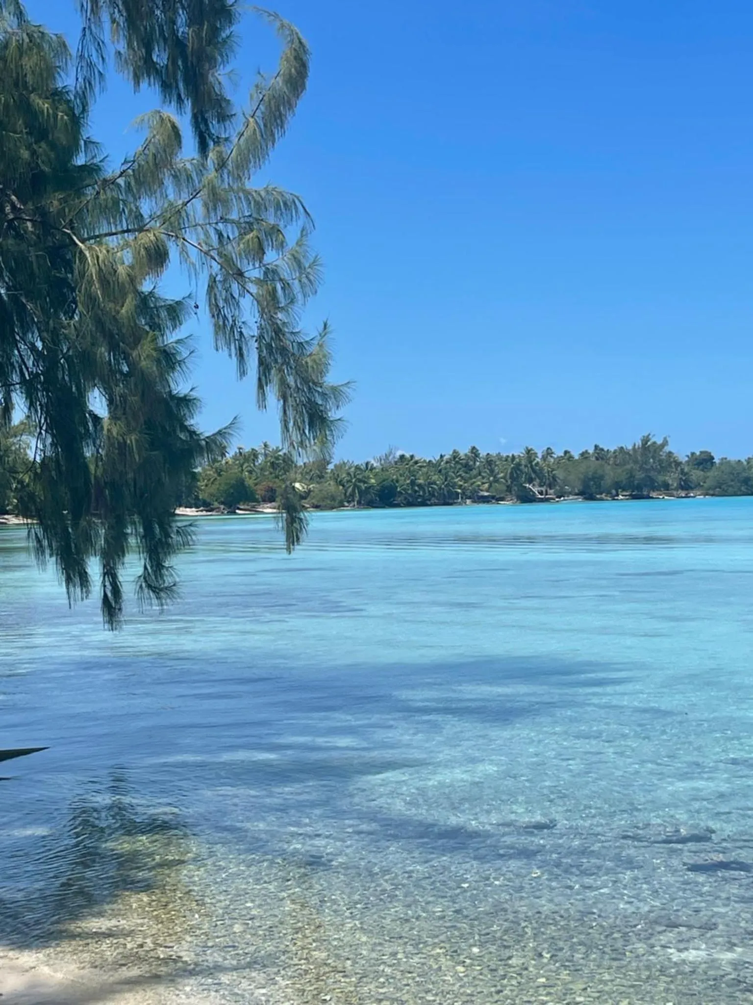Vue sur une eau turquoise et une végétation luxuriante sous un ciel bleu.