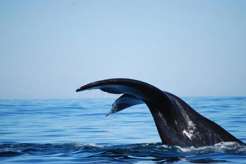Une nageoire caudale de baleine émerge de l'eau bleue.