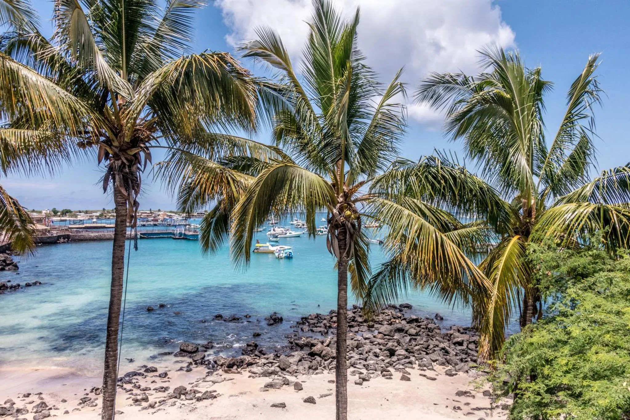 Palmiers se dressant au-dessus d'une plage de sable sombre et d'une eau turquoise.