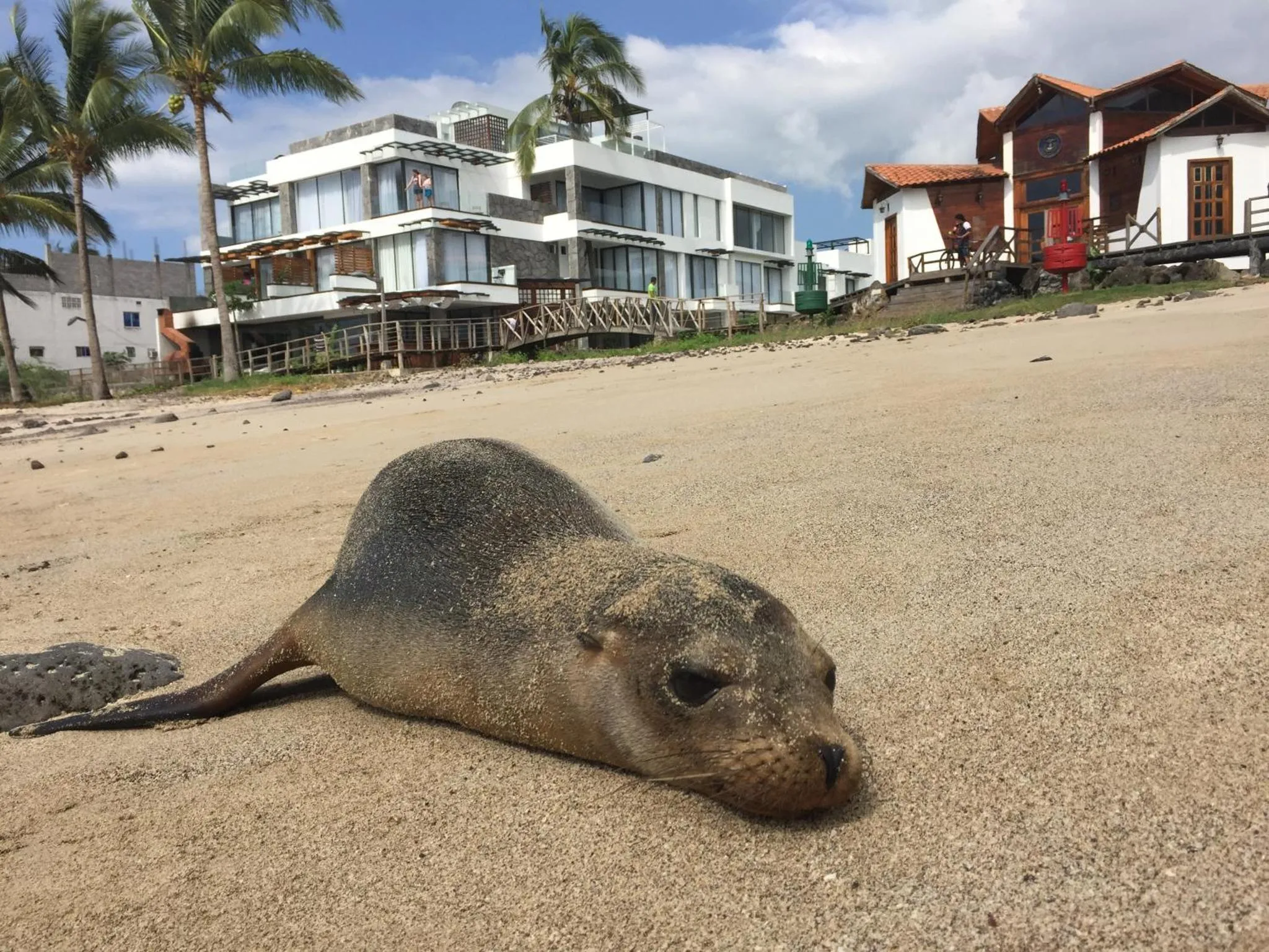 Un animal marin se repose sur une plage de sable clair, avec des bâtiments et des palmiers en arrière-plan.