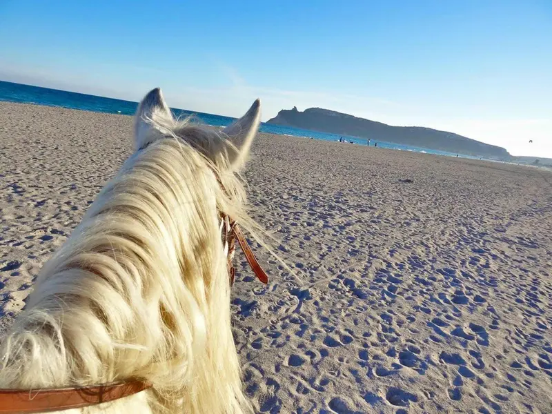 Vue d'un cheval marchant sur une plage de sable fin.