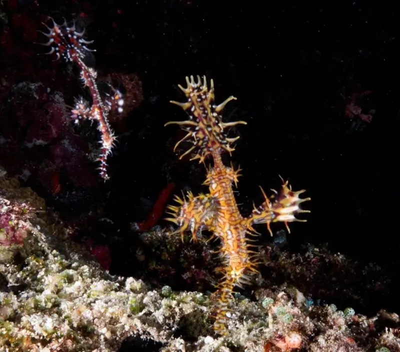 Deux créatures marines colorées se dressent sur un fond rocheux et corallien.