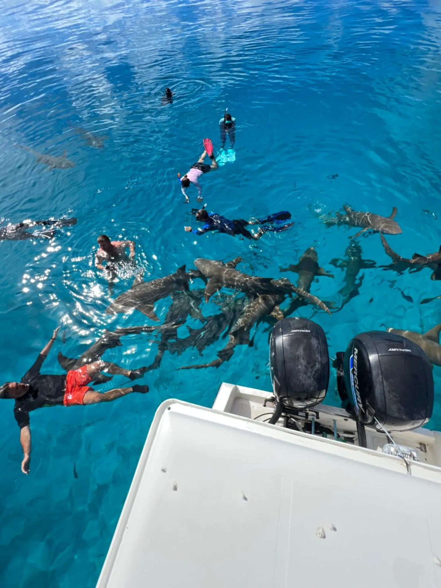 Des personnes nagent dans une eau turquoise claire avec des requins.