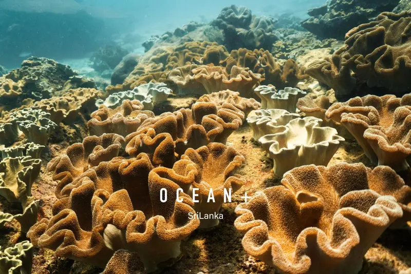 Un récif corallien luxuriant sous la surface de l'eau.