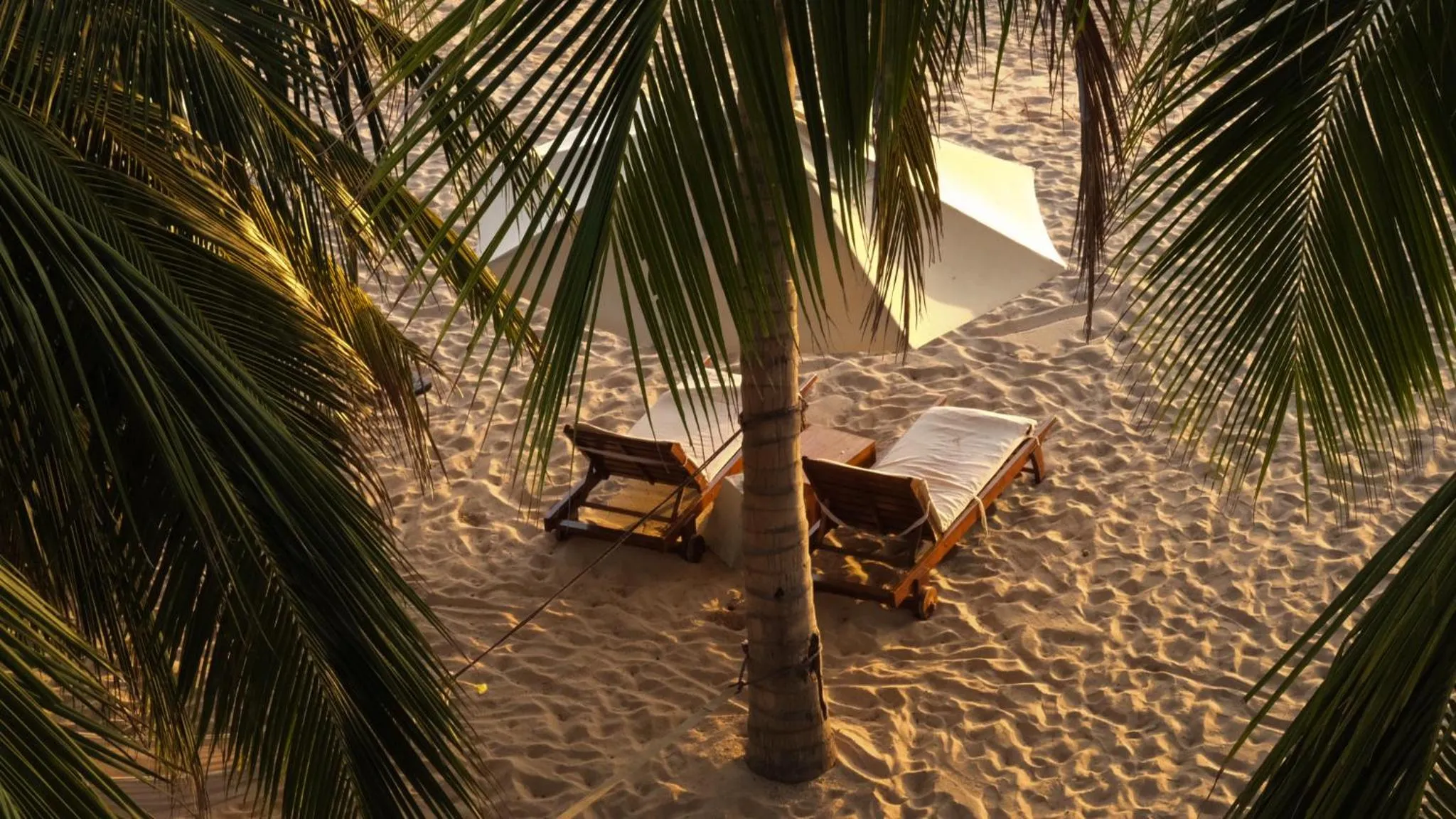 Transats et parasols sur une plage de sable fin bordée de palmiers.
