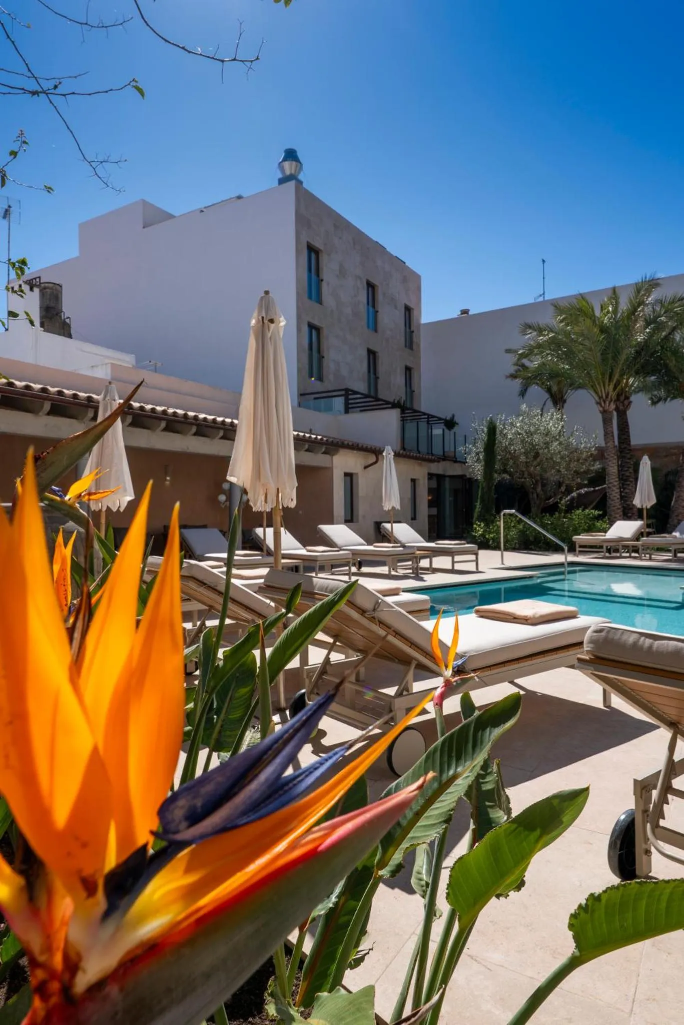 Transats blancs disposés autour d'une piscine turquoise, avec une architecture blanche en arrière-plan et des plantes tropicales au premier plan.