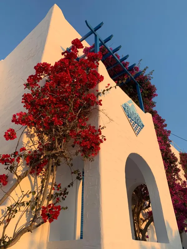 Une facade blanche ornée de bougainvilliers rouges et d'une pergola bleue.