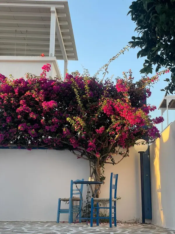 Une terrasse ombragée par une végétation florissante avec une table et des chaises bleues.