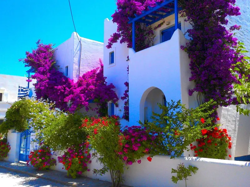 Façade blanche d'une maison ornée de bougainvillées colorées.