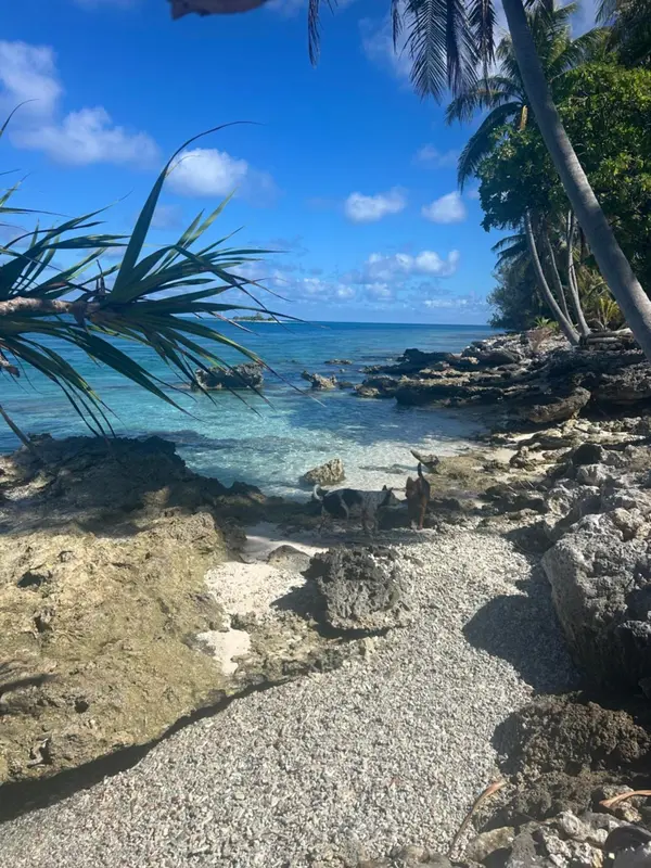 Une plage de galets bordée de végétation luxuriante et d'une mer turquoise.