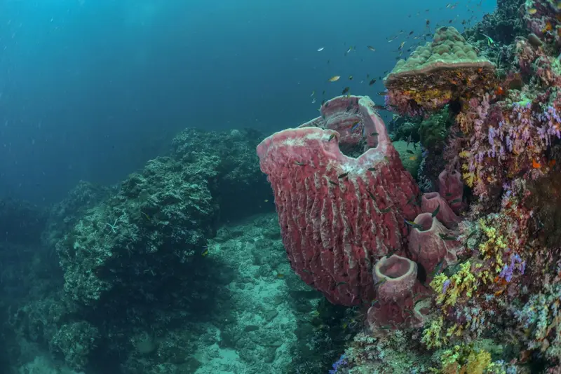 Un récif corallien coloré abrite une faune marine variée.