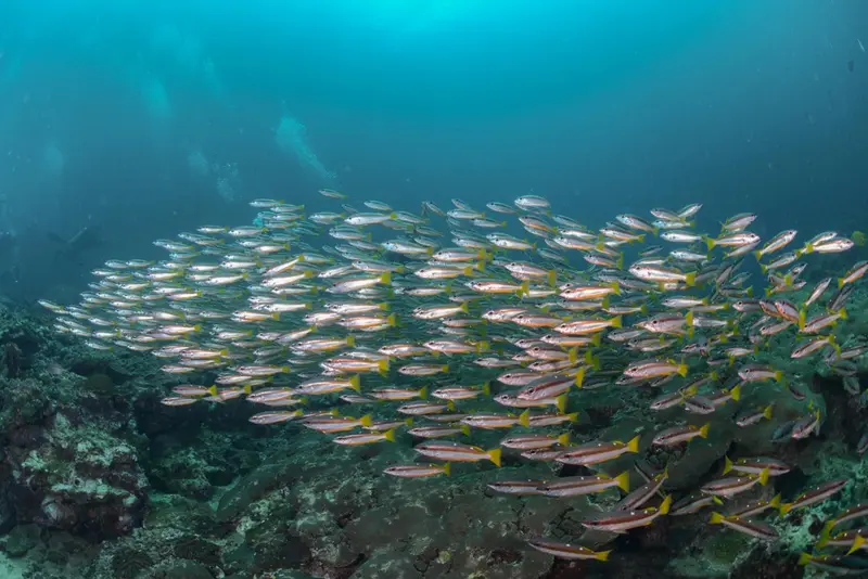 Un banc de poissons évolue au milieu d'un récif corallien sous la mer.
