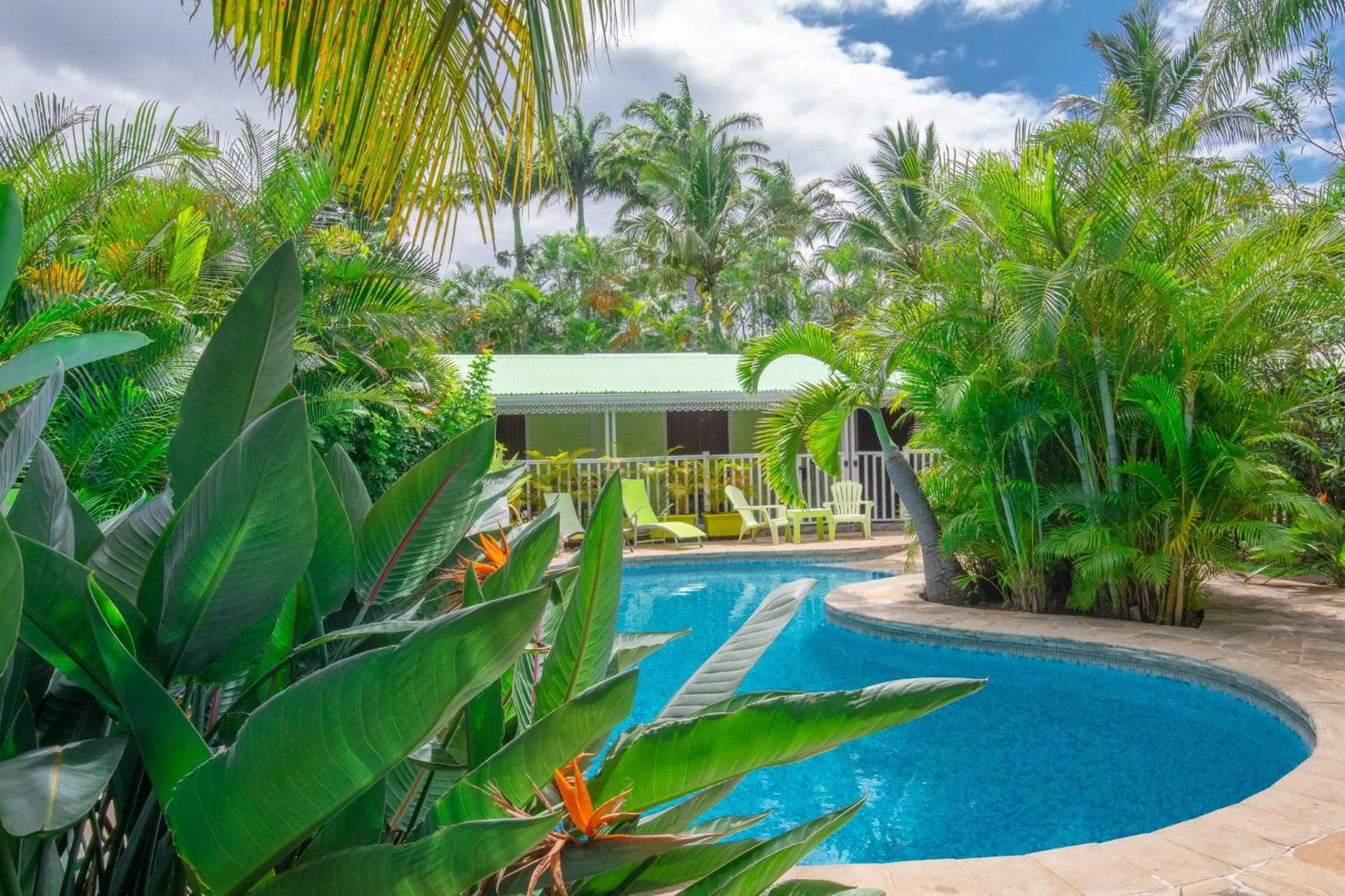 Une piscine rectangulaire bordée de végétation luxuriante et de transats.