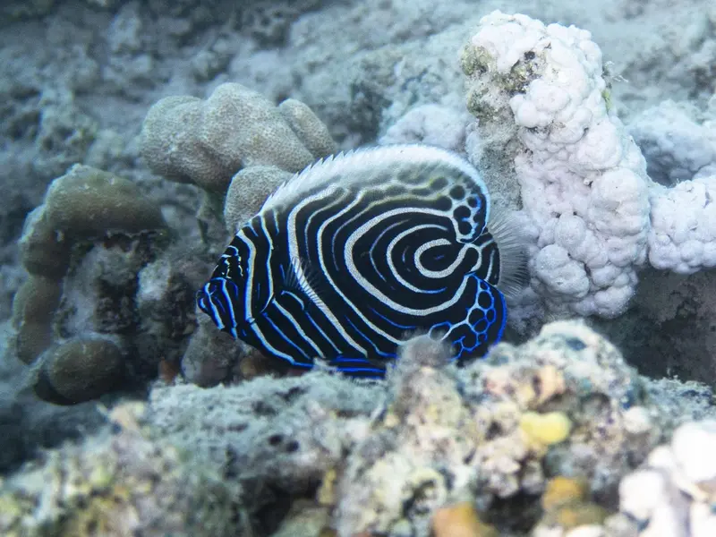 Un poisson zèbre se trouve parmi les coraux et les roches sous-marines.