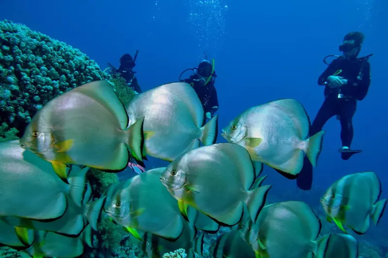 Des poissons tropicaux nagent autour de plongeurs explorant un récif corallien.