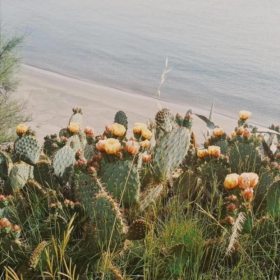 Une végétation luxuriante en fleurs surplombe une plage de sable clair et une mer paisible.