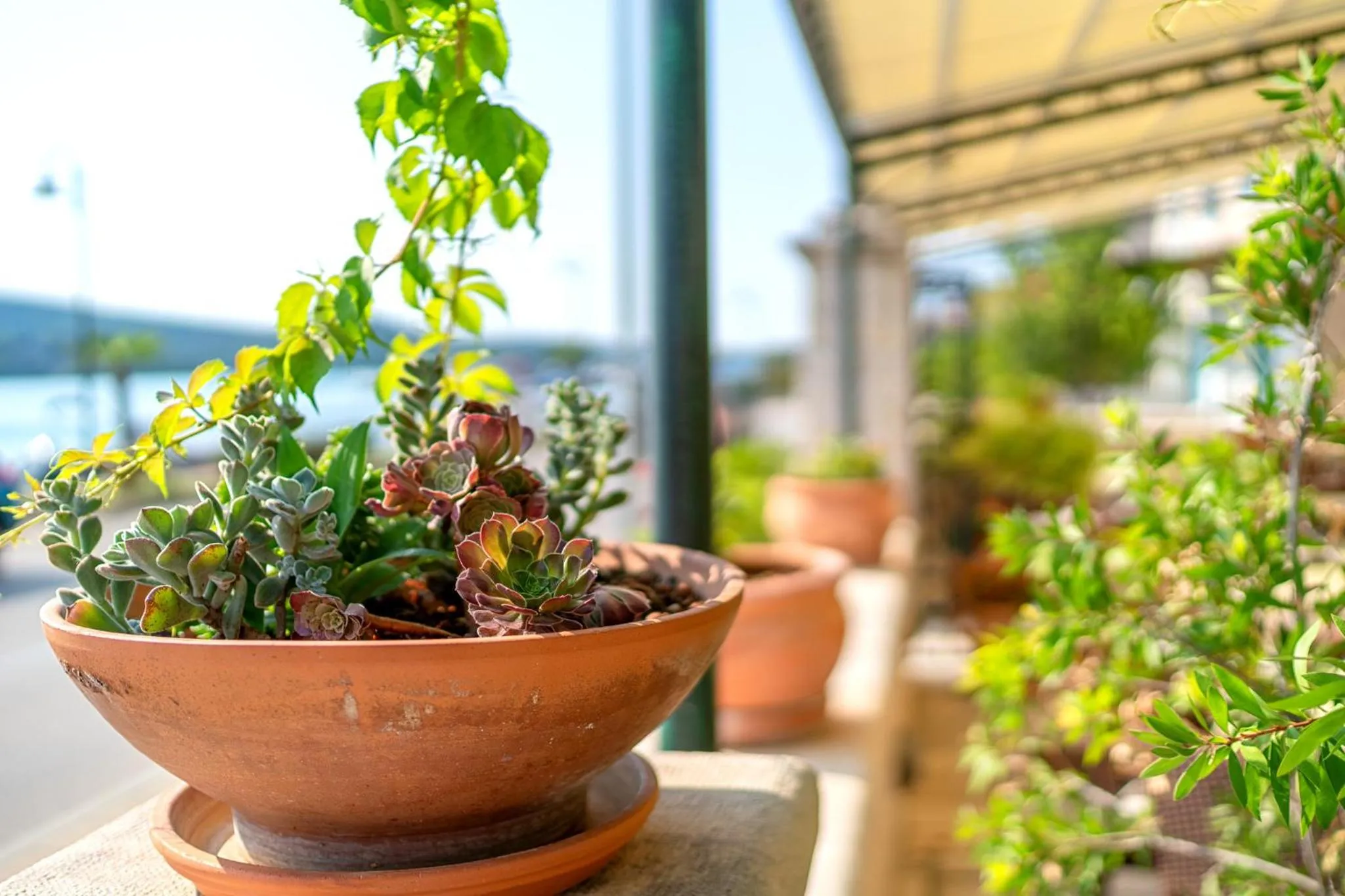 Plantes en pot sur une terrasse ensoleillée avec vue sur la mer.