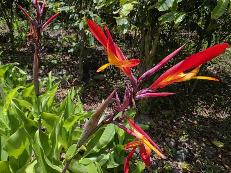Fleurs tropicales aux couleurs vives se dressent au milieu d'une végétation luxuriante.