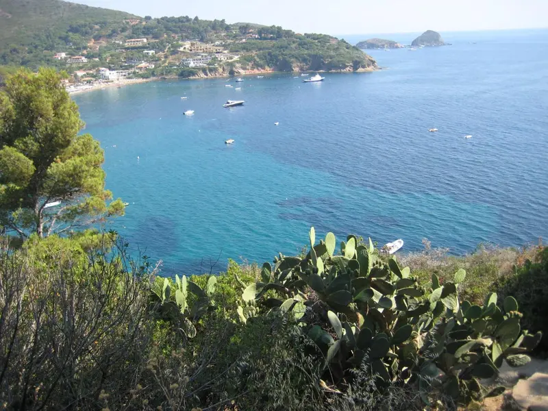 Vue aérienne d'une crique bordée de pins et de végétation méditerranéenne.