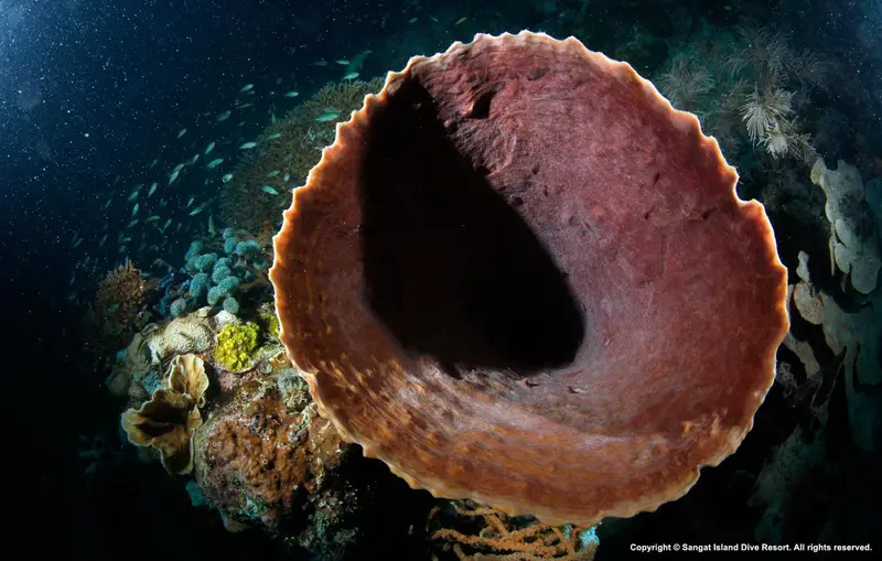 Un large éponge marine rouge et violette se dresse au-dessus d'un récif corallien coloré.