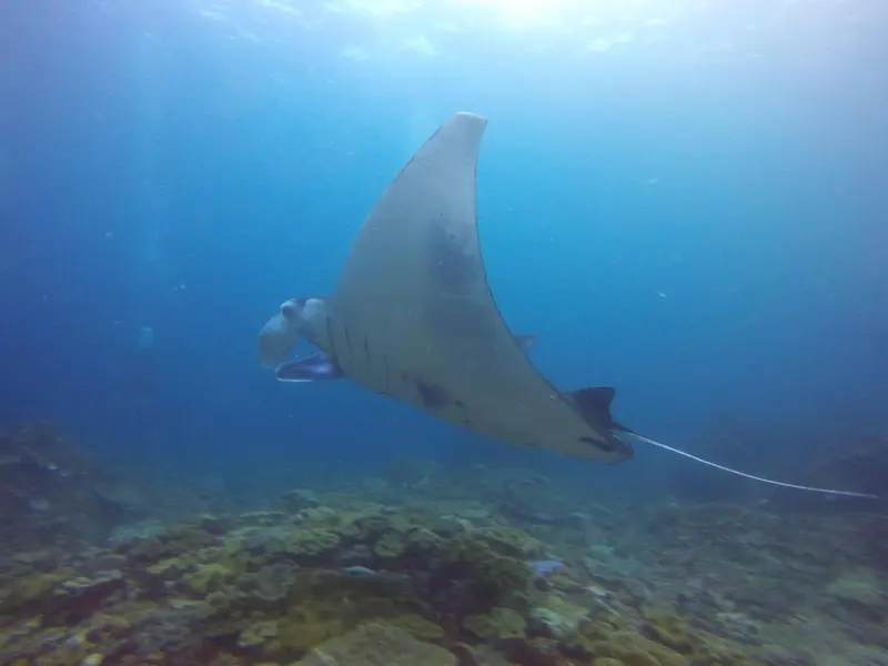 Une raie manta nage au-dessus d'un fond rocheux sous-marin.