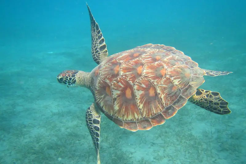 Une tortue marine nage dans une eau turquoise.