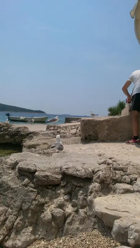 Une plage rocheuse avec des oiseaux et des bateaux amarrés au loin.