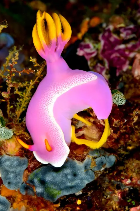 Une nudibranche rose et jaune se déplace sur un récif corallien coloré.