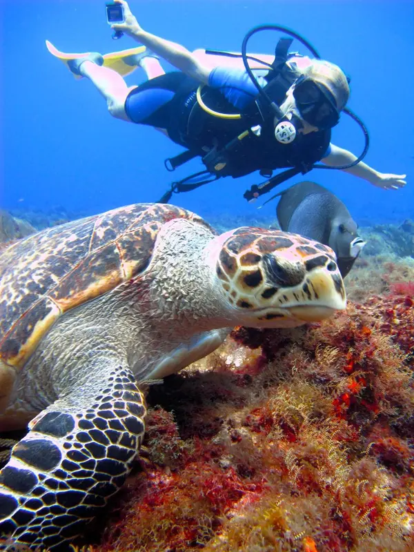 Un plongeur observe une tortue de mer au-dessus d'un récif corallien.