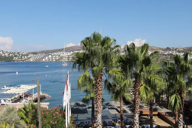 Vue sur la mer et la côte depuis une terrasse ombragée de palmiers.