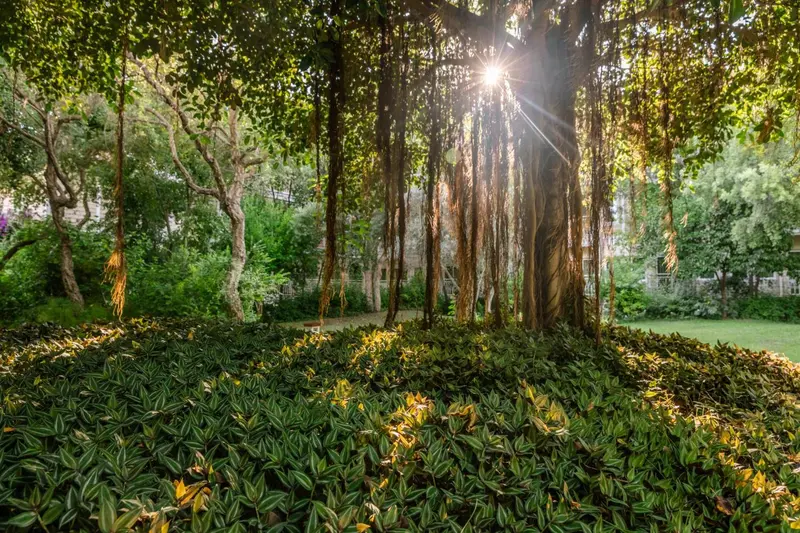 Un jardin luxuriant avec de grands arbres et une pelouse verdoyante baignée de soleil.