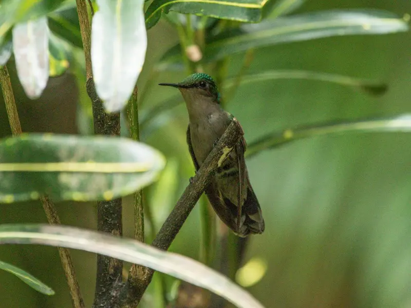 Un petit oiseau vert et gris se perche sur une branche dans un feuillage luxuriant.