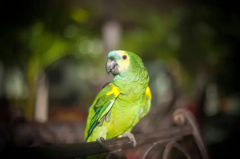 Un perroquet vert et jaune se perche sur une branche sombre.
