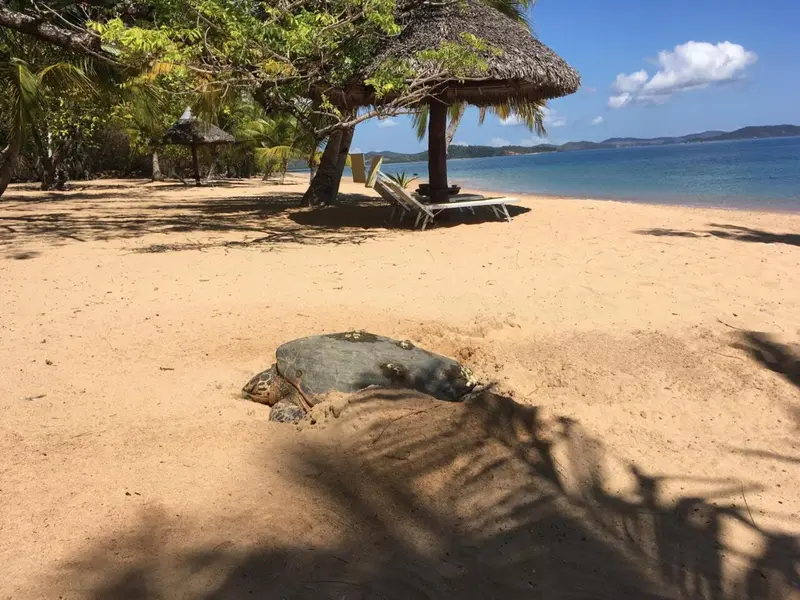 Une tortue marine se dirige vers la mer sur une plage de sable fin.