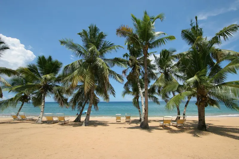 Plage de sable fin bordée de cocotiers et de transats bleus sous un ciel clair.