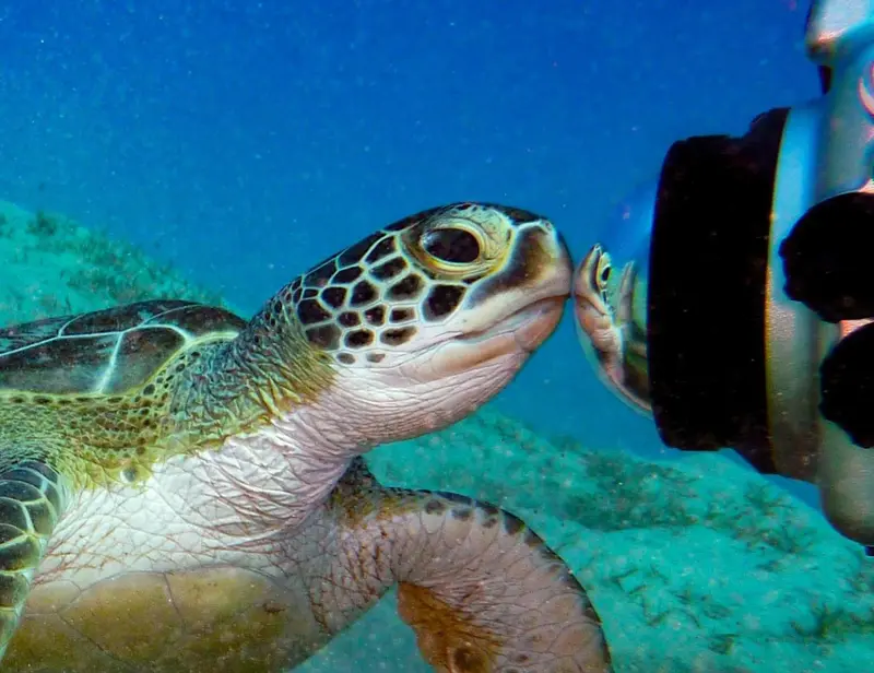 Une tortue marine nage près d'un plongeur.