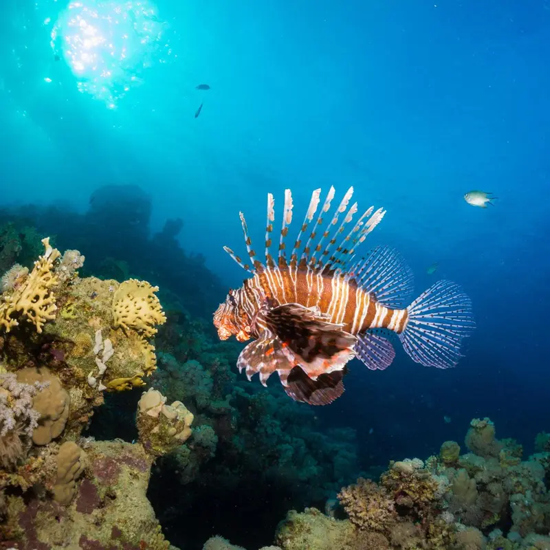 Un poisson-lion nage au milieu d'un récif corallien éclairé par le soleil.