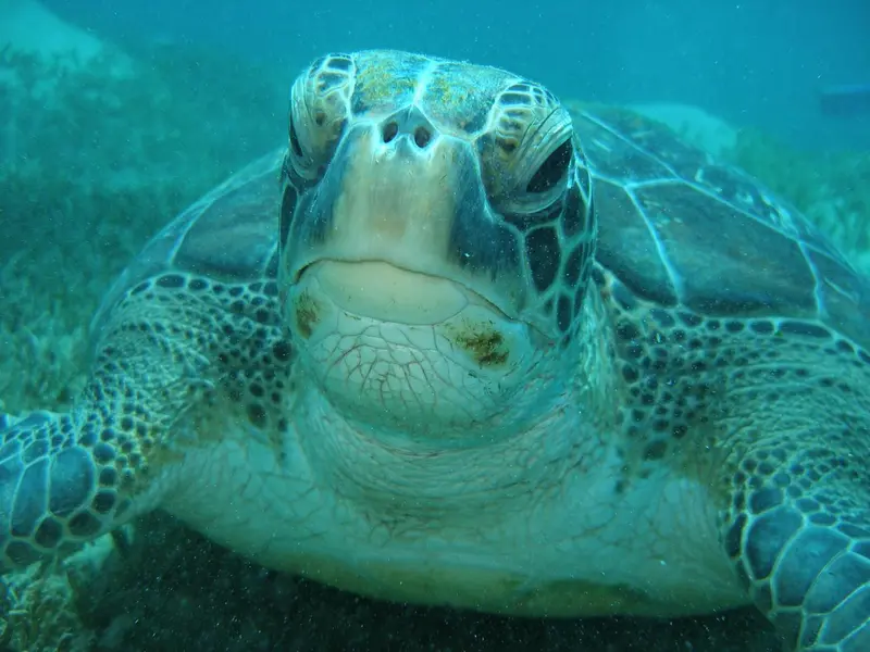 Une tortue marine nage paisiblement sous l'eau.