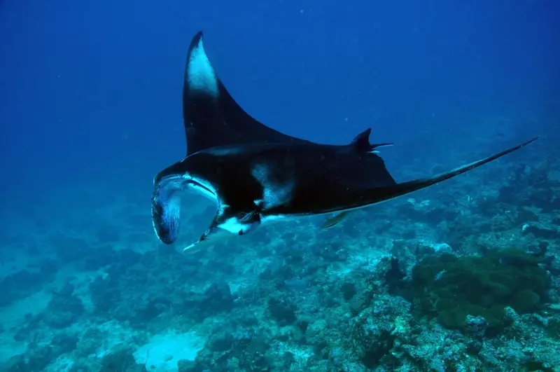 Une raie manta nage dans un environnement sous-marin rocheux.