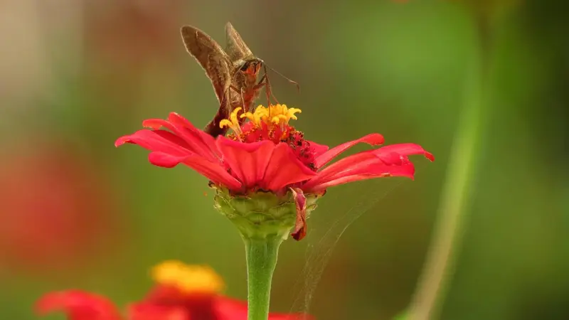 Un papillon se nourrit sur une fleur rouge et jaune.
