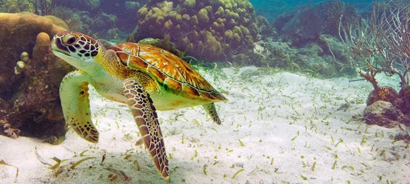 Une tortue marine nage au-dessus d'un fond sablonneux et rocheux.