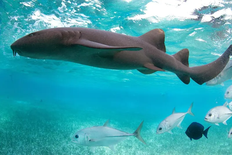 Un requin nourrice nage dans une eau turquoise claire, entouré de petits poissons.