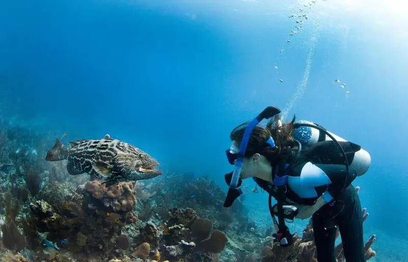 Une plongeuse observe un grand poisson près d'un récif corallien.